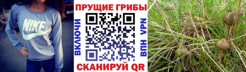 купить закладку  Краснослободск  ссылка на мегу зеркало  Галлюциногенные грибы Psilocybe 